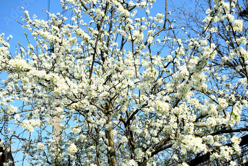 branches of blossoming plum on a background of blue sky