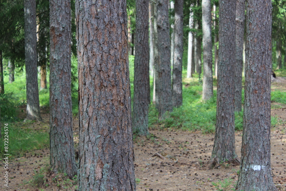 Naklejka premium Sunlight filtering through forest canopy.