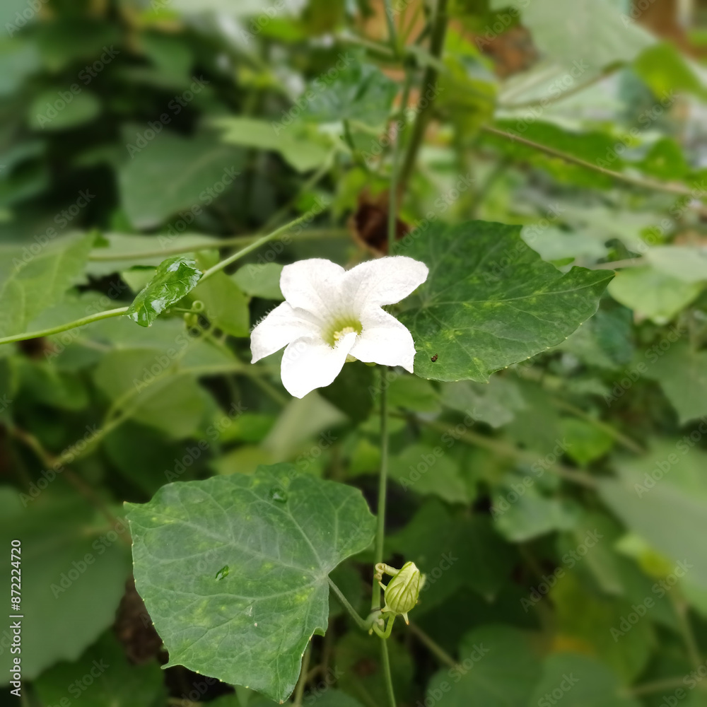 flowers of a plant, a white flower with a red center is in the middle of green leaves flowers of a plant, a white flower with a red center is in the middle of green leaves