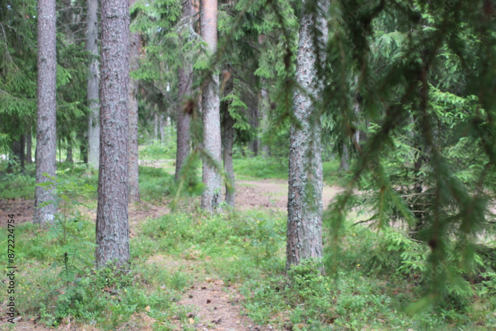 Obraz premium Tranquil forest stream with clear water.