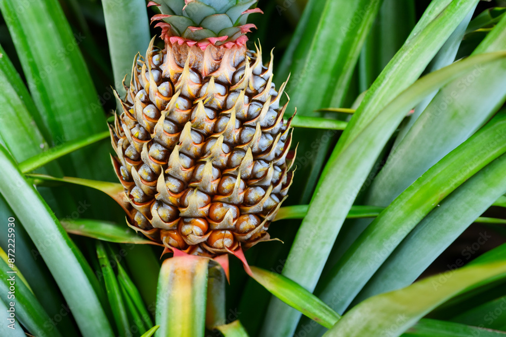 A tree with pines, greens and fruit. Food concept farm concept. Tropical pines and greens on a tree. Tropical fruits like pines and greens lifestyle on a tree. A tree with pines, greens and fruit. Food concept farm concept. Tropical pines and greens on a tree. Tropical fruits like pines and greens lifestyle on a tree.