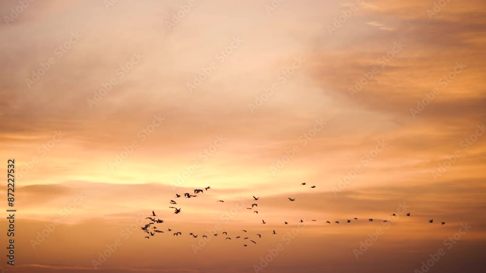 birds flying over the sunset