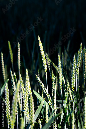 Kornfeld. Getreide. Kontrastreich
 photo