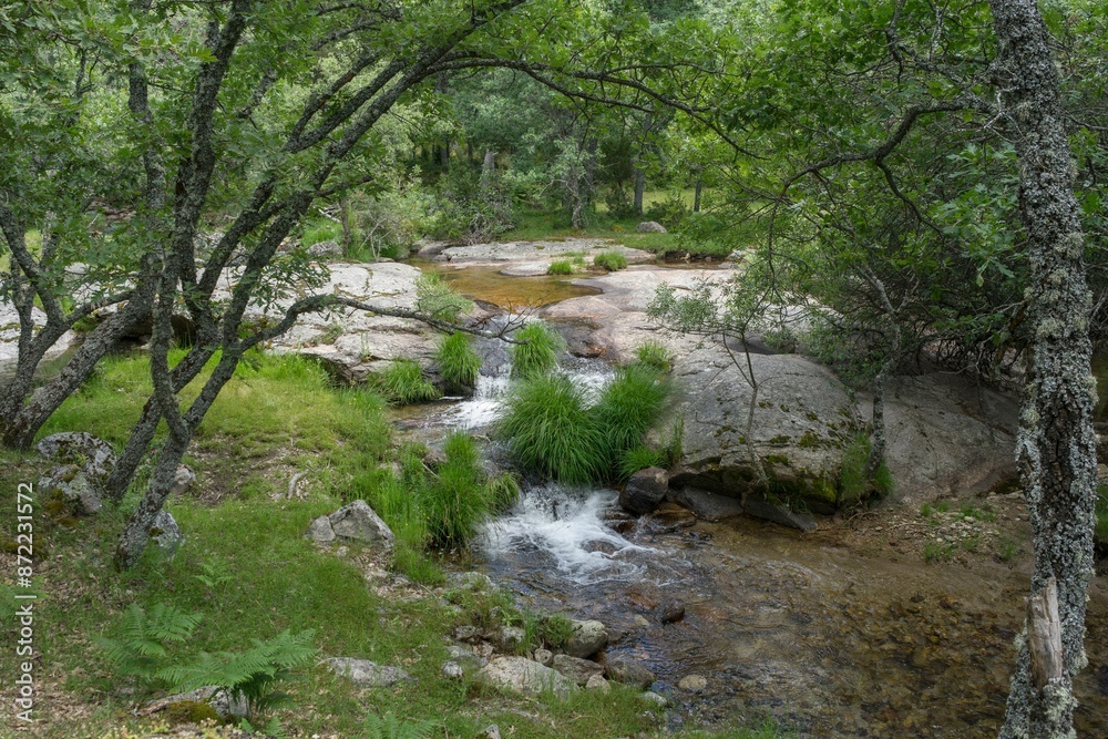 A serene forest stream flowing over rocks surrounded by lush greenery and trees A serene forest stream flowing over rocks surrounded by lush greenery and trees