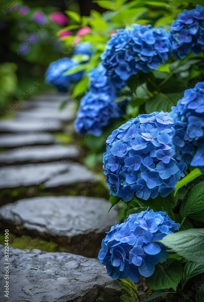 Hydrangea flowers along the path in the garden Hydrangea flowers along the path in the garden