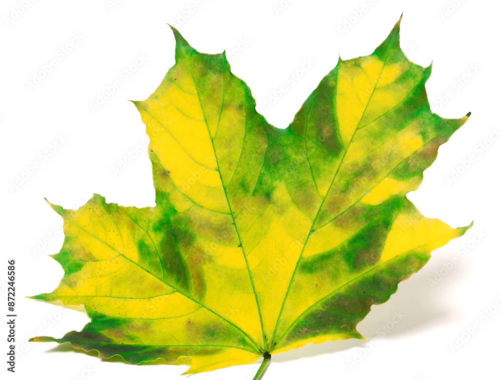 Yellowed maple leaf on white background Yellowed maple leaf on white background