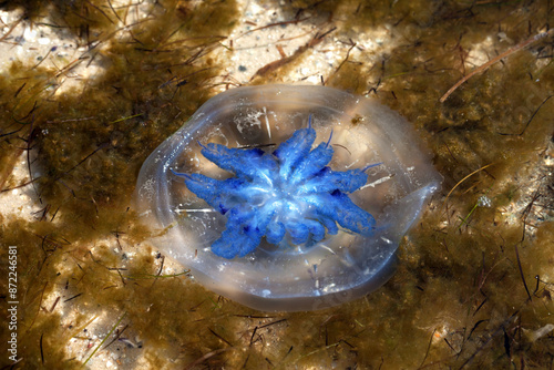 Flipped over jellyfishes (Rhizostoma) float in sunlight sea photo