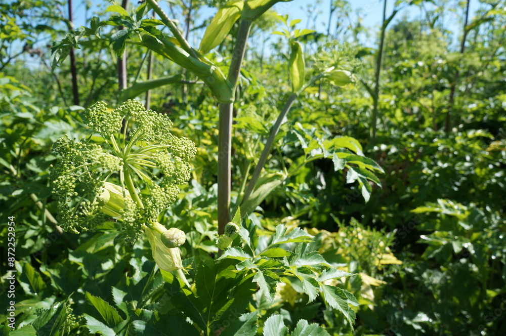 hogweed field in the summer hogweed field in the summer
