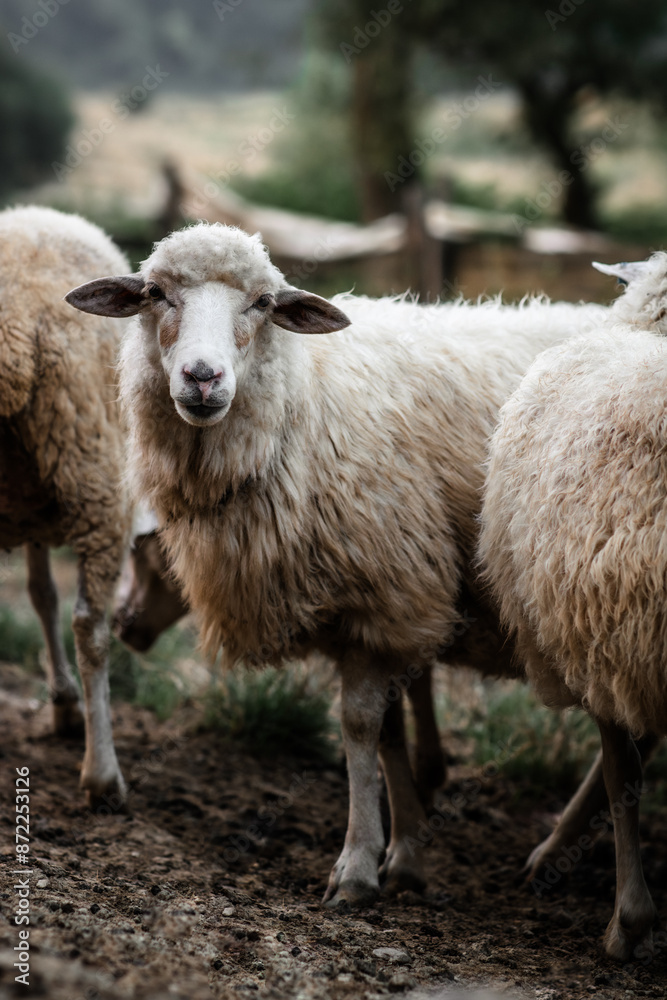 Portrait of a fluffy sheep on a ranch among other sheep. Portrait of a fluffy sheep on a ranch among other sheep.