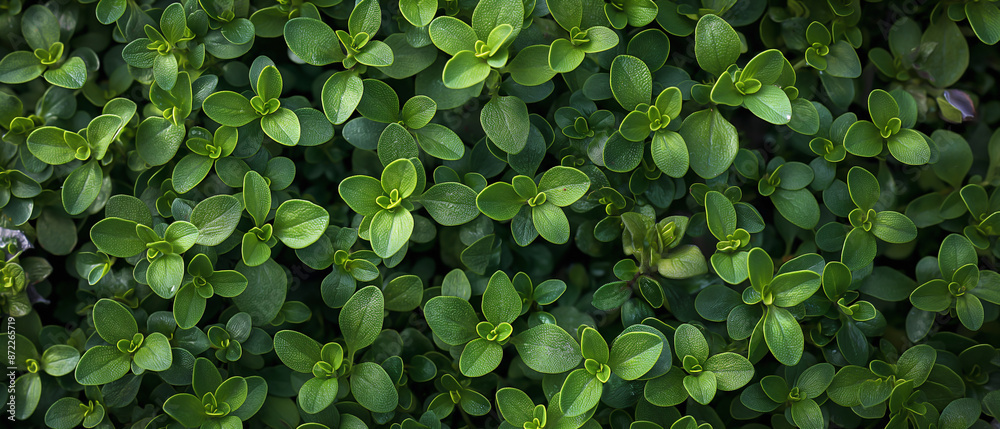 background banner filled with a heap of fresh thyme. background banner filled with a heap of fresh thyme.