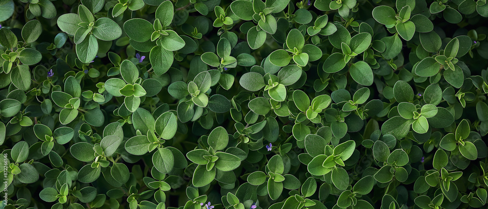 background banner filled with a heap of fresh thyme. background banner filled with a heap of fresh thyme.