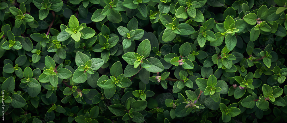 background banner filled with a heap of fresh thyme. background banner filled with a heap of fresh thyme.