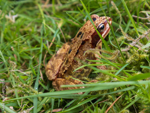 The common frog or grass frog (Rana temporaria)