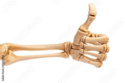 Skeleton hand giving a thumbs up, isolated on a pure white background