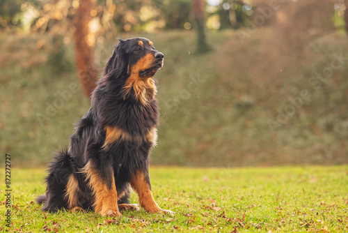 male black and gold Hovie dog hovawart in the city in the park © michal