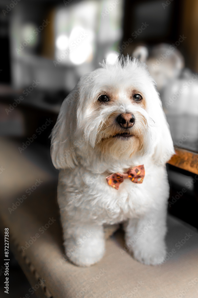 Havanese Bichon puppy dog sitting . Havanese Bichon puppy dog sitting .