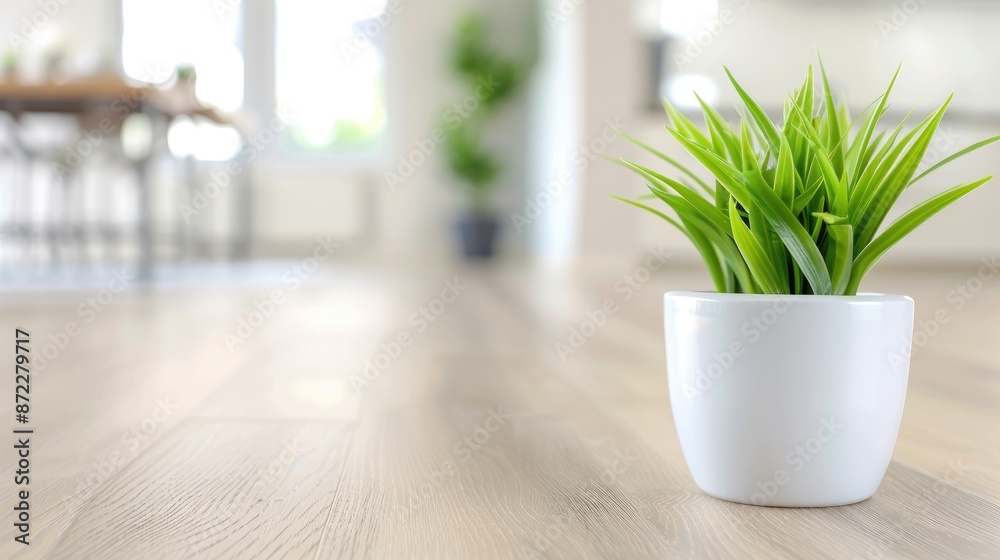 A White Potted Succulent in a Serene Indoor Setting A White Potted Succulent in a Serene Indoor Setting