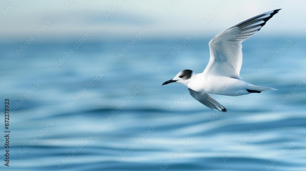 Majestic White Seagull Soaring Over Serene Blue Ocean Majestic White Seagull Soaring Over Serene Blue Ocean