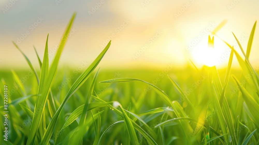 Serene Nature Scene with Lush Green Grass and Setting Sun