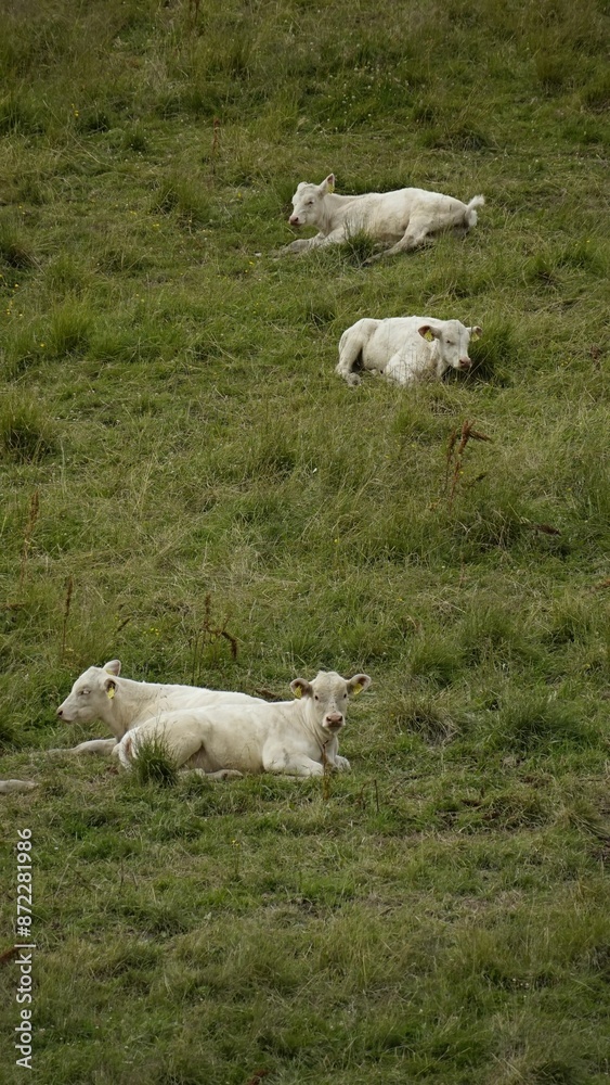 Three white cows lying on a grassy field in a rural landscape Three white cows lying on a grassy field in a rural landscape