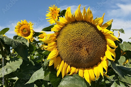Large maturing sunflower with wide center and some bees pollinating it, some smaller sunflowers in background. Agricultural field sunlit by summer daylight sunshine. 