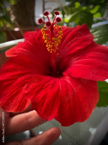 Red hibiscus in a hand