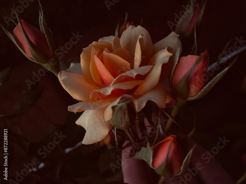 red and yellow roses 