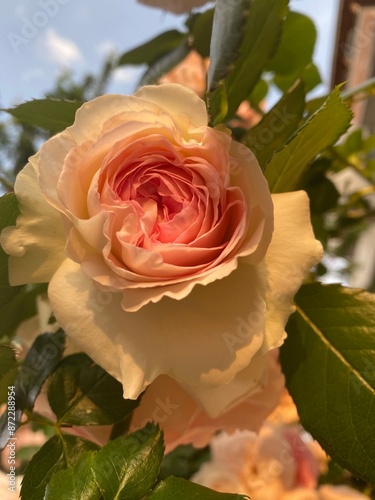 yellow rose in the garden