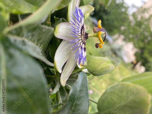Passiflora close-up
