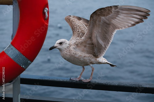 Seagull landing on a boat on a stormy day.