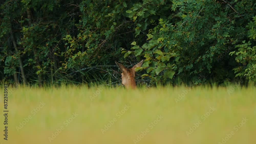 Roe deer in the Norwegian Countryside in the summer Roe deer in the Norwegian Countryside in the summer
