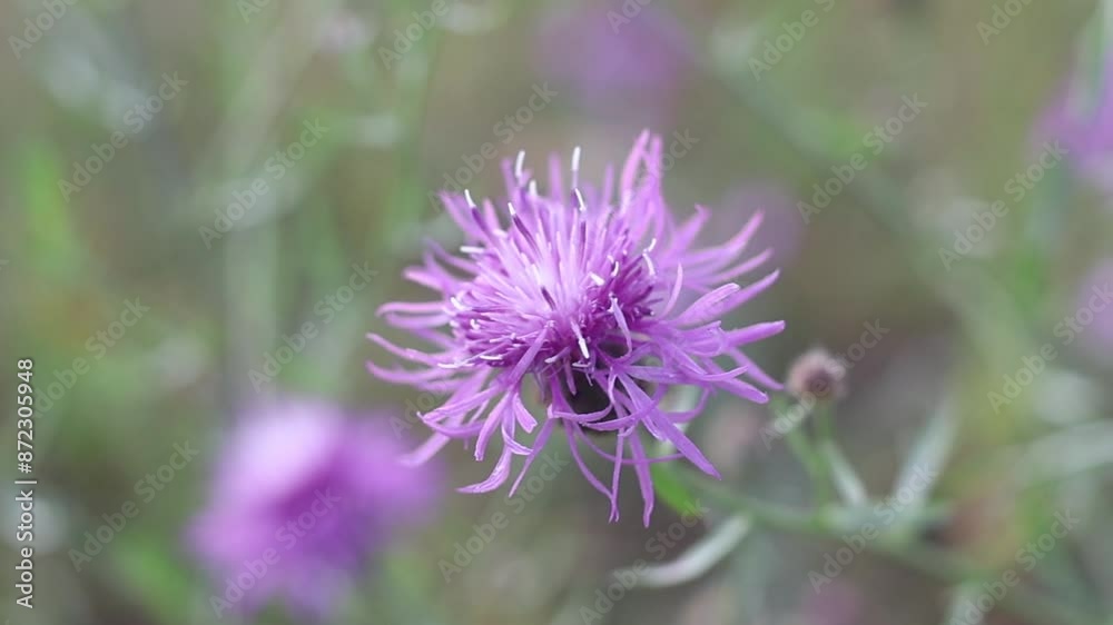 Bumblebee on a Purple Flower against a soft-focus background. Bumblebee on a Purple Flower against a soft-focus background.