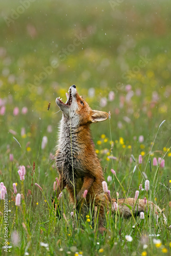 Canvas Print Kittenish fox