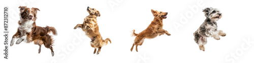Set of floated dog jumping gesture try to bite something in the air isolate on transparent background