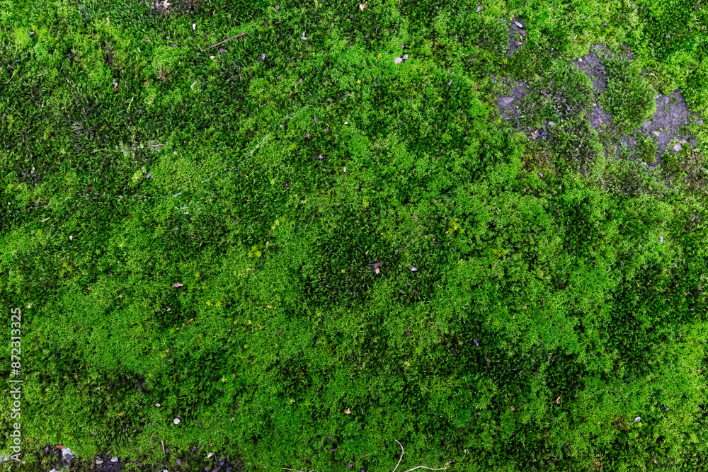 Natural background of green moss Natural background of green moss