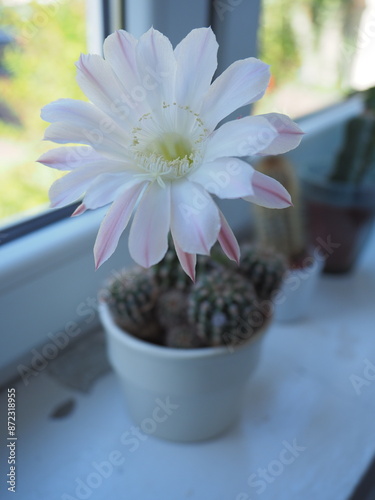 cactus in a pot