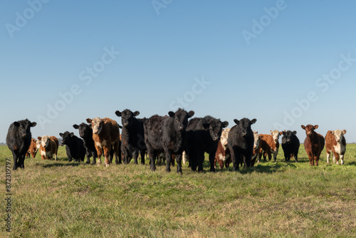 Herd of young cows. Group of black and brown steers in the meadow