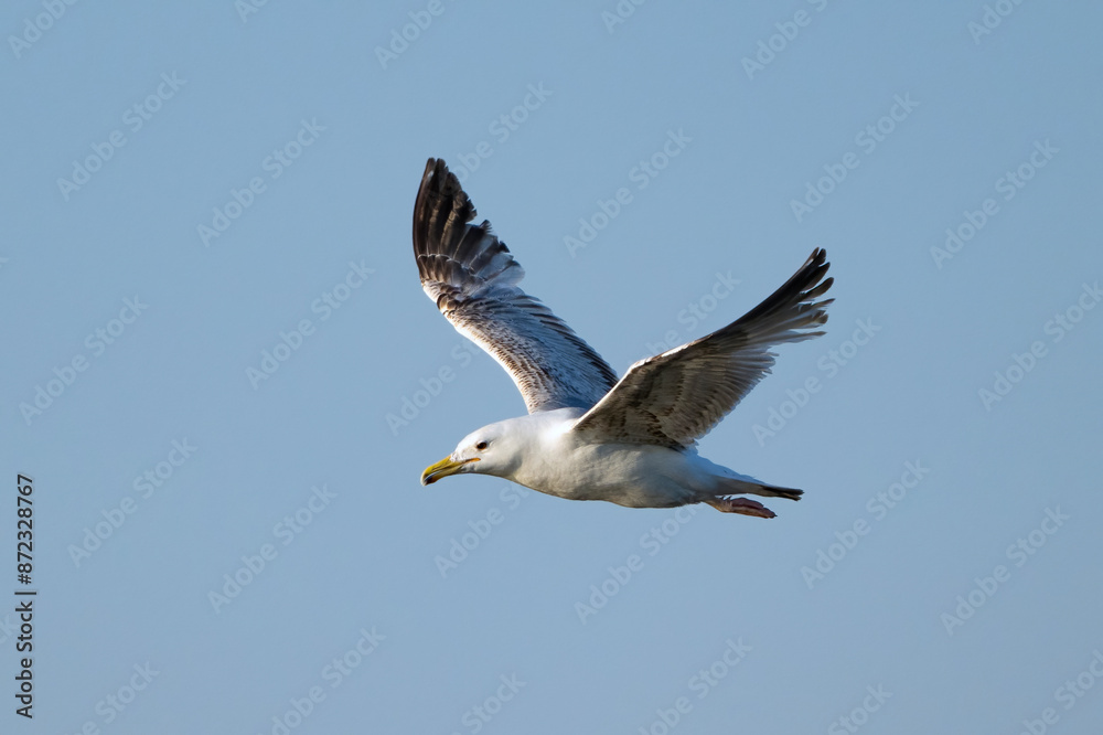 The Yellow-legged Gull Larus michahellis, is a large gull of Europe, the Middle East and North Africa The Yellow-legged Gull Larus michahellis, is a large gull of Europe, the Middle East and North Africa