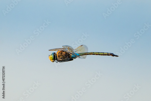 Anax parthenope - Lesser Emperor in flight photo