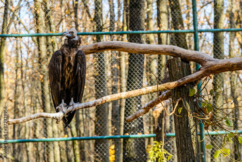 Cinereous vulture (Aegypius monachus) or black vulture. Bird of prey in a cage photo