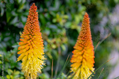 Selective focus of red hot pokers with green background in the dargen, Kniphofia uvaria also called tritoma is flowering plants in the family Asphodelaceae, Nature floral background. photo