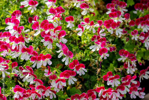 Selective focus of red white flowers in the garden, Pelargonium hybridum is a genus of flowering plants of perennials, A hybrid between Pelargonium zonale and Pelargonium inquinans, Nature background.