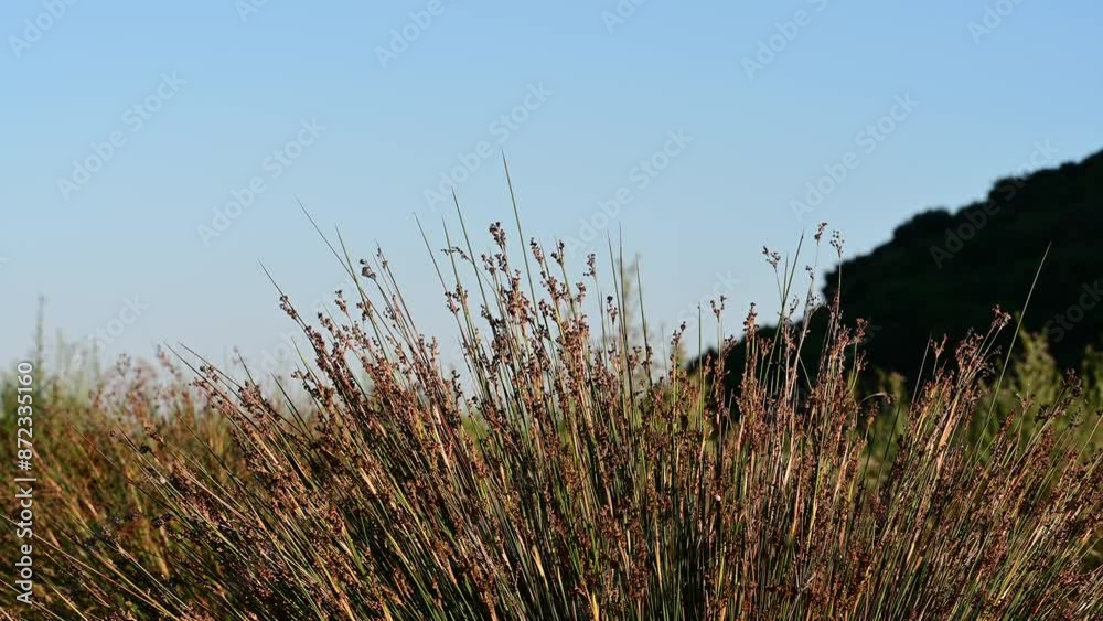 A cluster of tall grasses in a sunlit landscape, set against a clear blue sky and distant hills, showcasing natural beauty.
A cluster of tall grasses in a sunlit landscape, set against a clear blue sky and distant hills, showcasing natural beauty.