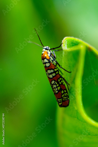 bug on leaf