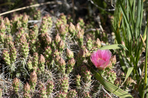 Beavertail cactus in bloom at Black Canyon of the Gunnison National Park in Colorado