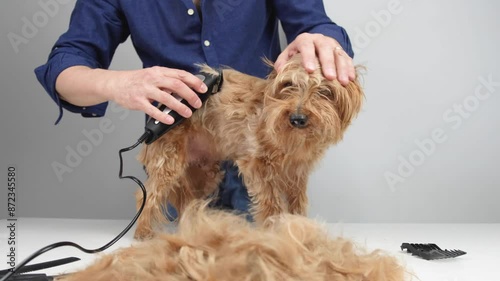 A small light brown terrier dog is in a dog grooming salon. He doesn't like the razor very much and growls in a friendly way photo