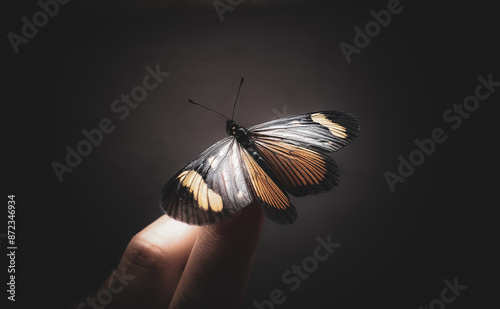  butterfly,Actinote discrepans resting on person's finger and dark background photo