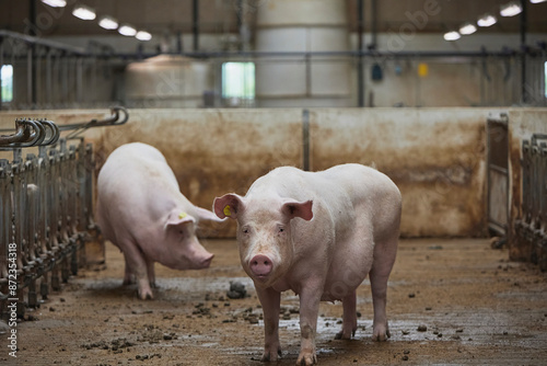 Pregnant sows on a modern farm in Denmark