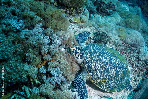 Green sea turtle encountered on Nusa Penida Island, Indonesia. Sleeping on the coral.