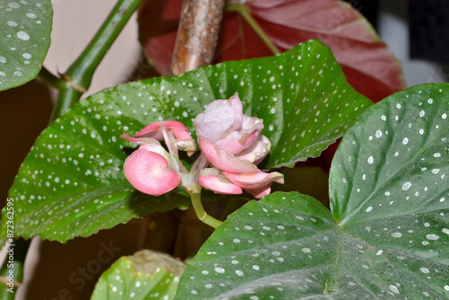 Close-up of a Begonia Maculata plant. The flower of the plant Begonia Maculata. Flowering plant Begonia Maculata. photo